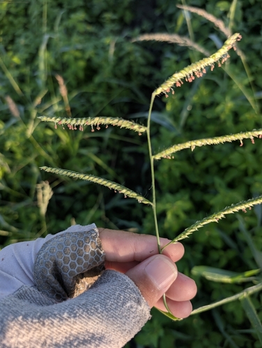 Urochloa trichopus observed 2026-06-17