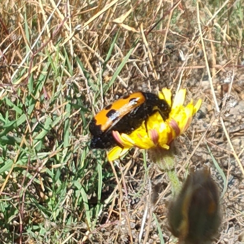 Four-spotted Blisterbeetle