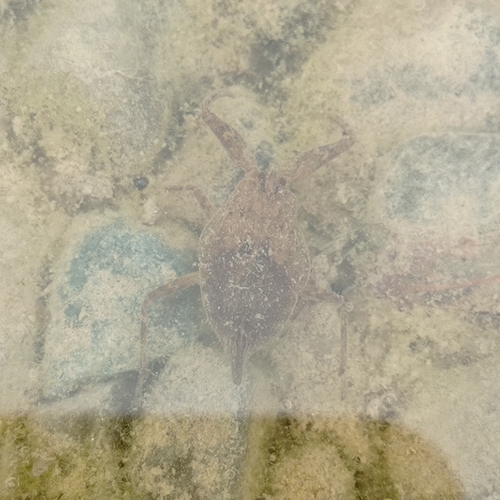 Eurasian Water Scorpion