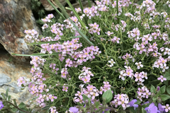 Hormathophylla spinosa