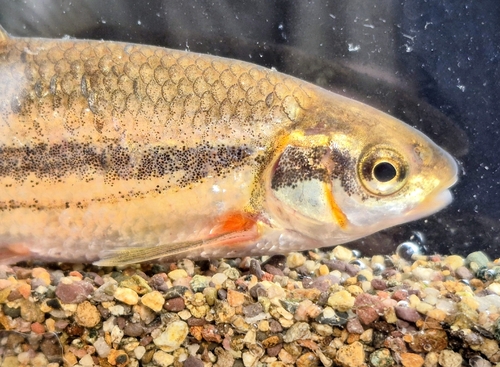 Epiros riffle dace (Telestes pleurobipunctatus) — Cyprinidae