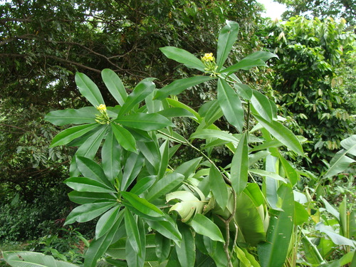 Thevetia ahouai