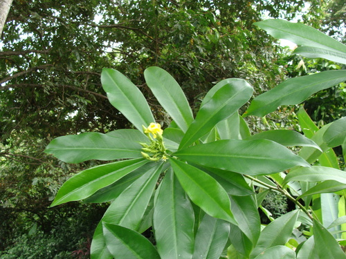 Thevetia ahouai