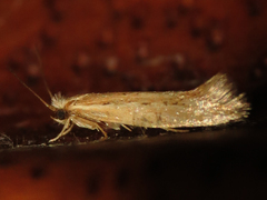 Ypsolopha sp-sw