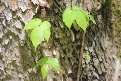 Toxicodendron radicans