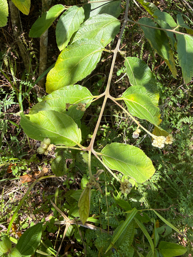 Varronia polycephala observed 2026-06-15