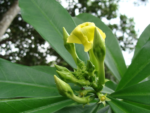 Thevetia ahouai