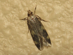 Oegoconia novimundi