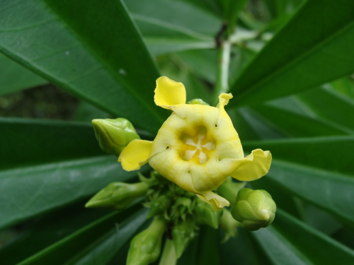 Thevetia ahouai
