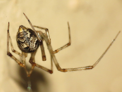 Parasteatoda tepidariorum
