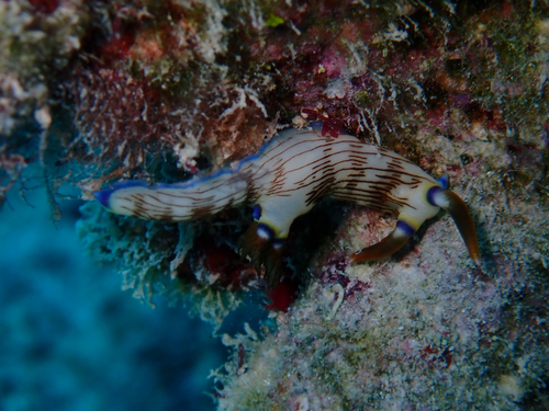 Lined Nembrotha