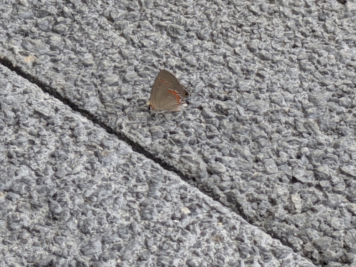 Red-Banded Hairstreak