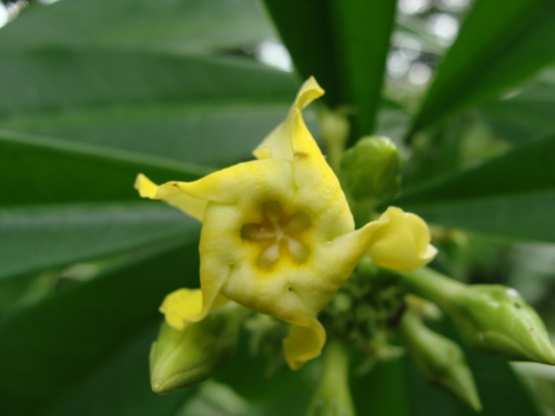 Thevetia ahouai