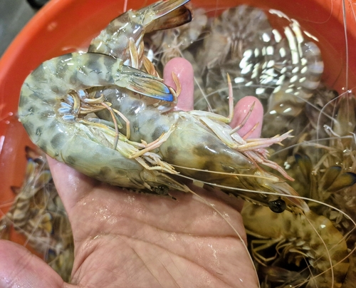 Caramote prawn