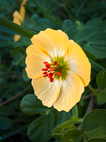 Kallstroemia rosei, photograph 3