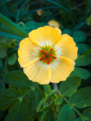 Kallstroemia rosei, photograph 2