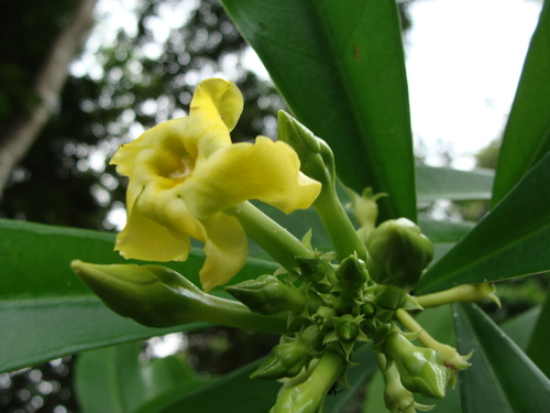 Thevetia ahouai