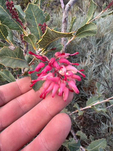 Grevillea insignis, photograph 1