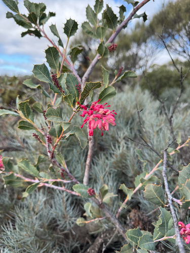 Grevillea insignis, photograph 5