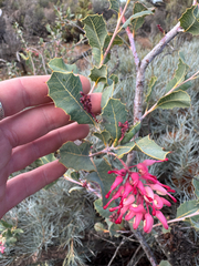 Grevillea insignis, photograph (c) Tyler Anthony, some rights reserved (CC BY)