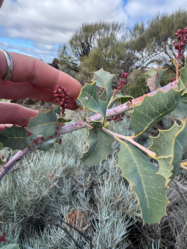 Grevillea insignis, photograph 4