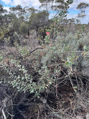 Grevillea insignis, photograph (c) Tyler Anthony, some rights reserved (CC BY)
