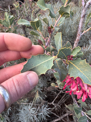 Grevillea insignis, photograph (c) Tyler Anthony, some rights reserved (CC BY)