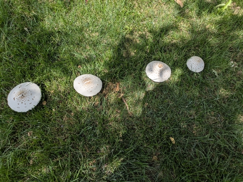 Shaggy Parasol
