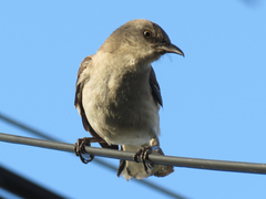 Mimus polyglottos
