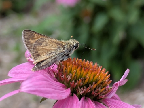 Huron Skipper