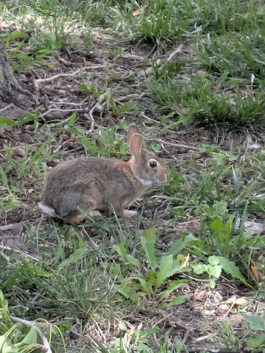 Eastern Cottontail