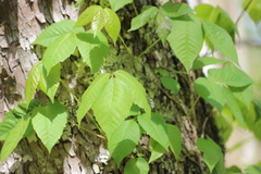 Toxicodendron radicans