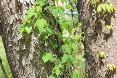 Toxicodendron radicans