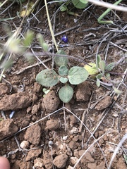 Tidestromia lanuginosa