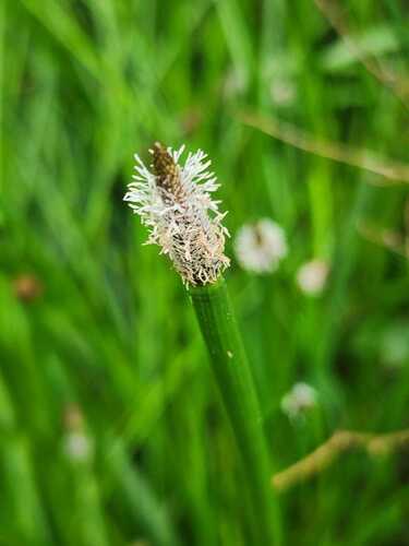 Eleocharis elegans, 2026-06-16