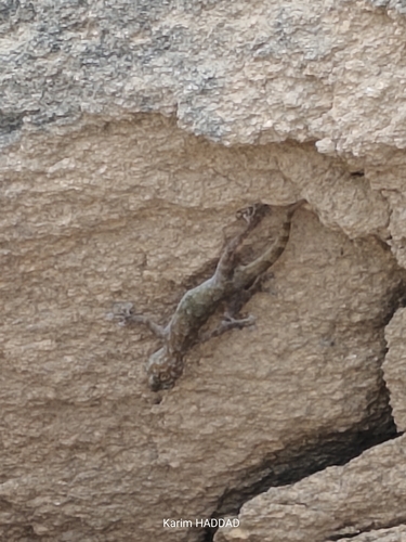 Togo Fan-footed Gecko