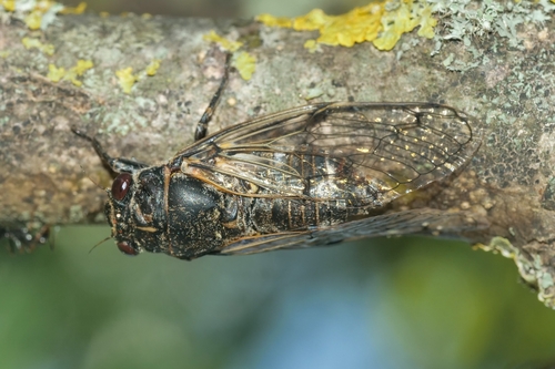 Black Sorrow Cicada