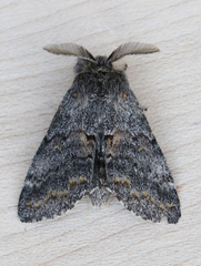 Gluphisia severa