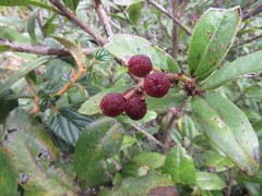 Comarostaphylis
