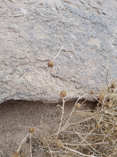 Asteriscus graveolens, photograph 1