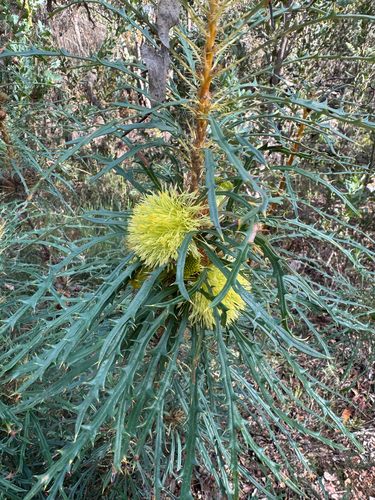 Banksia acanthopoda (Banksia acanthopoda)