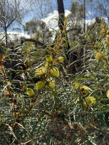 Banksia acanthopoda (Banksia acanthopoda)