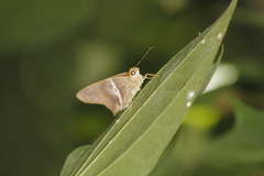 Aguna asander asander