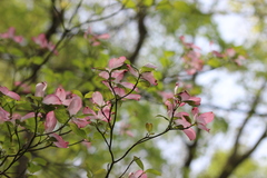 Cornus florida