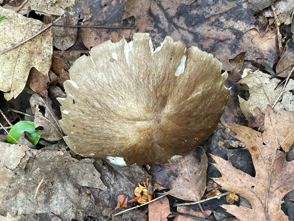 Eastern American Platterful Mushroom · June 2026 · photo: Photo: (c) nuthatchnicole, some rights reserved (CC BY) · iNaturalist
