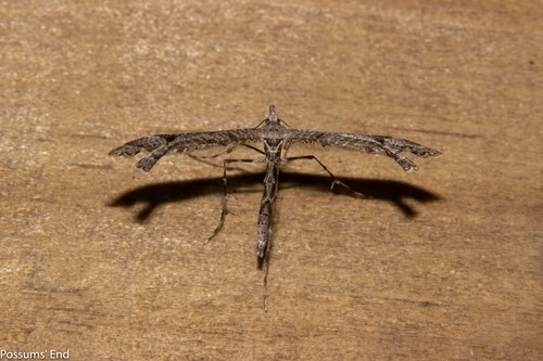 Amblyptilia repletalis photo 5
