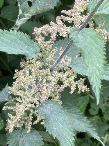 great stinging nettle
