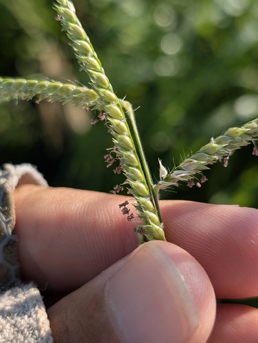 Urochloa trichopus observed 2026-06-17
