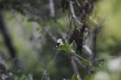 Codatractus carlos carlos