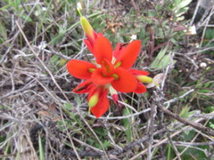 Castilleja scorzonerifolia